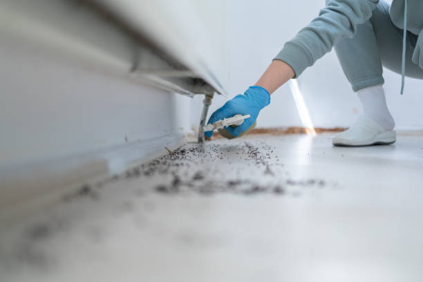 Flea Control Services in Claremont, NH